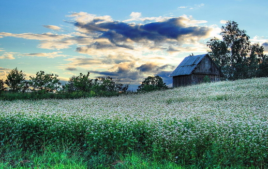 Of buckwheat and a shed on the hill