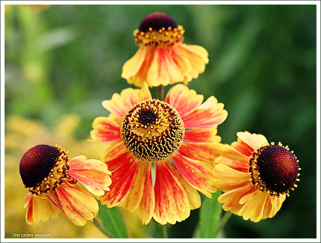 Flower triangle