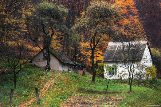 Autumn in the backyard