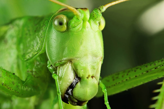 grasshopper