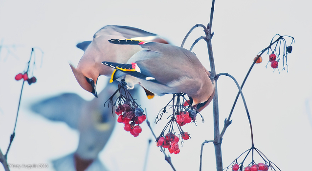 Acrobats