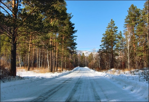 Дорога в соснах