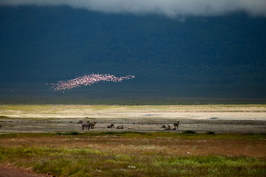 Pink clouds