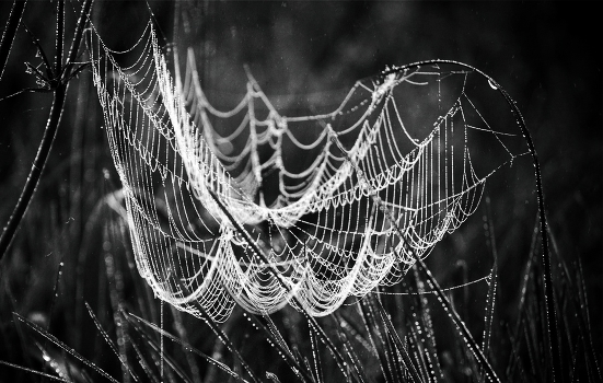 web