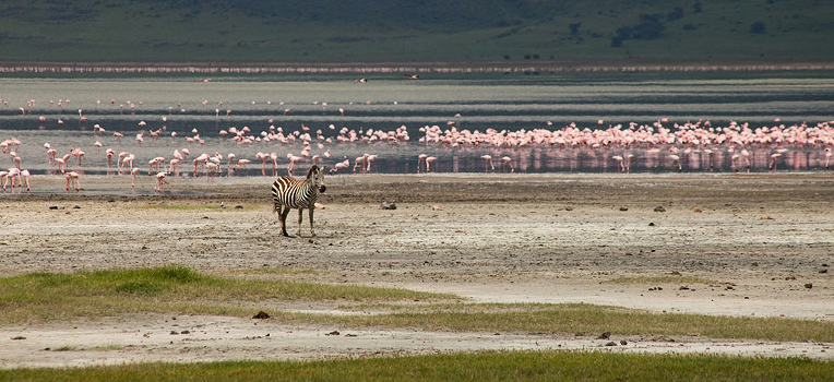 Zebra in pink clouds