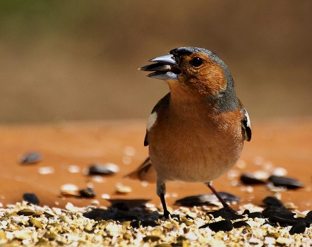 Bird Day