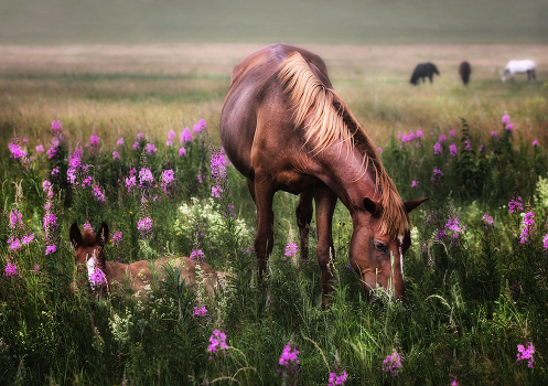 In the meadow