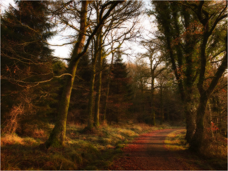 ...mysterious wood...