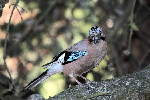 Jay