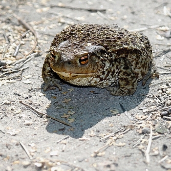 Baba toad