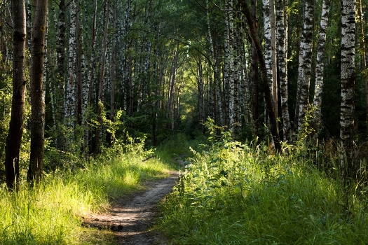 footpath