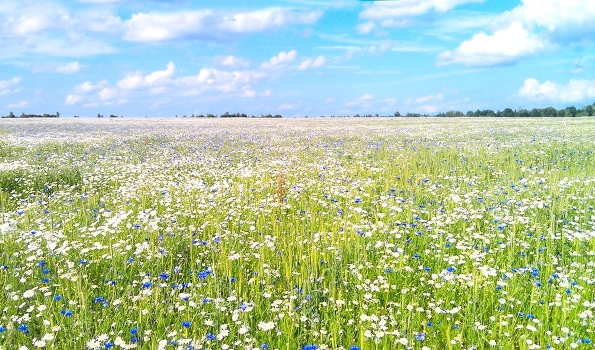 Russian field