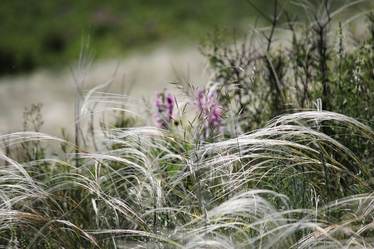 Steppes of southern Russia (Steppes of southern Russia)