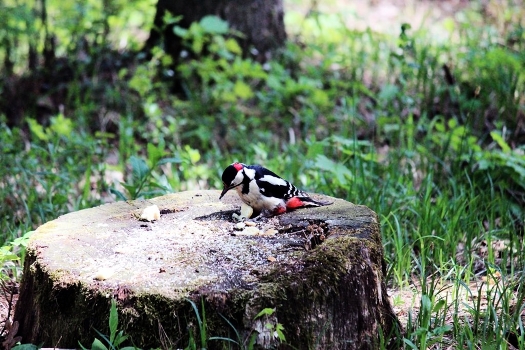 Breakfast in the woods (breakfast in a forest)