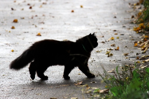 Cat for a walk (Cat walking)
