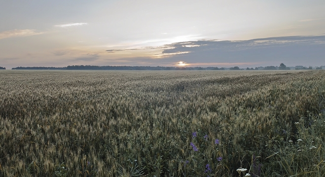 Dawn over the field of rye ...