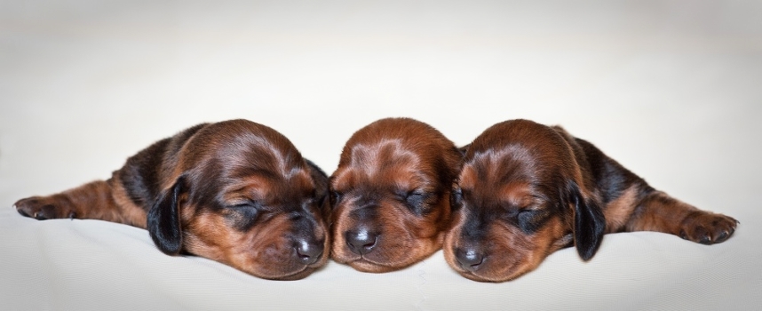 The Little Ones