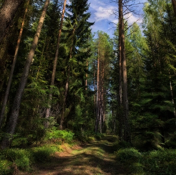 Expanses of forest