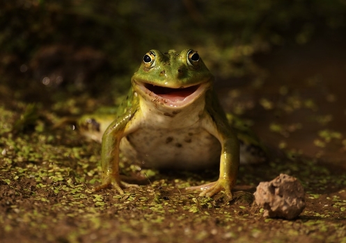Ulybaka.