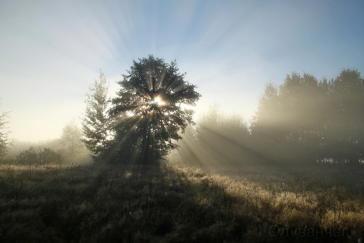 Rise