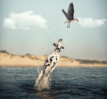 Killer Whale))