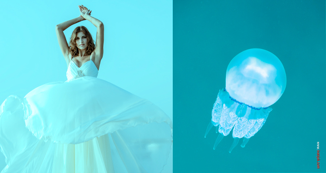 Jellyfish