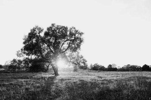 ***