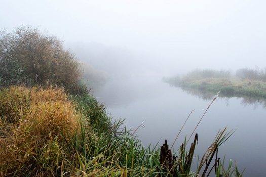 Fog