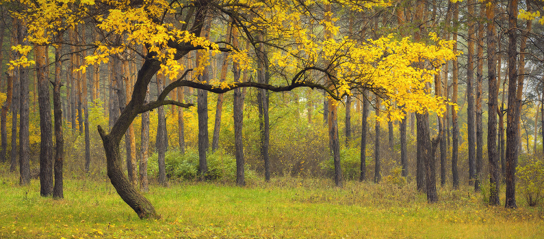 Dance of Autumn