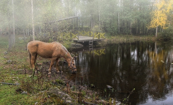 Equine-nebelig)