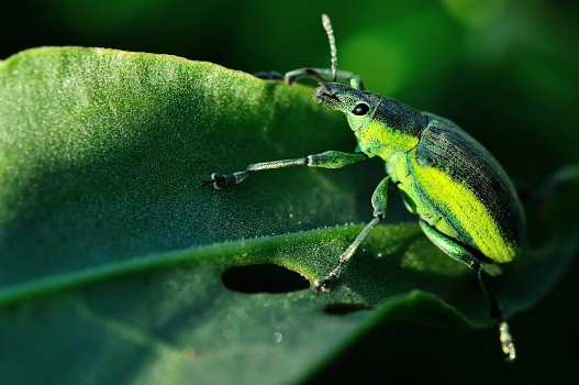 «Curculionidae»