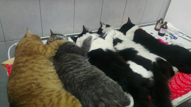 Cats