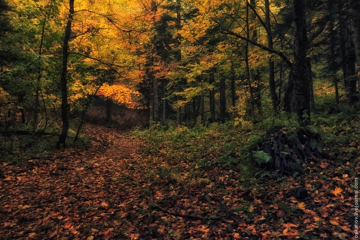 Forest Road.