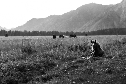 Gorny Altai.