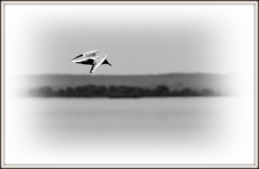 Level flight