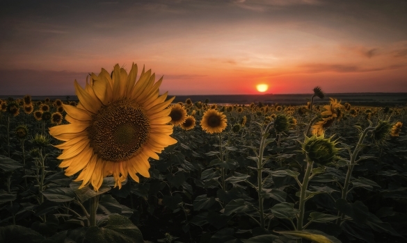 Solar Flower