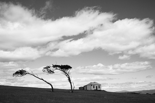The wind
