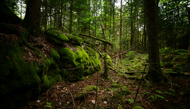 ......in the forest