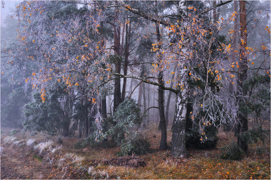 Autumn. Defoliation