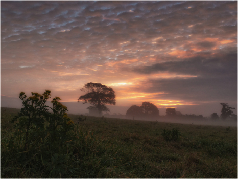 Misty dawn ... ...