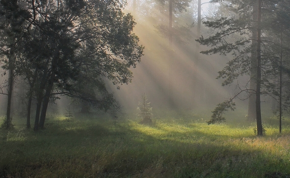 Morning Light