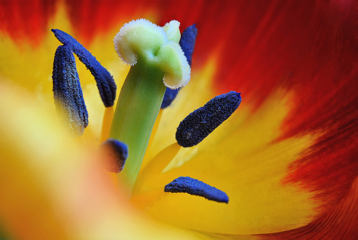 «Flower»