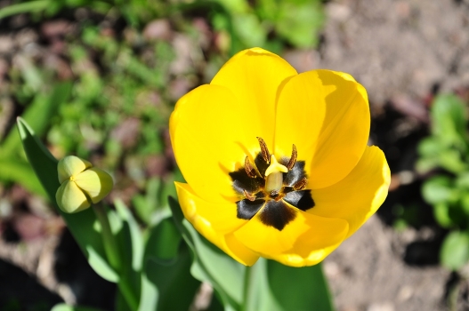 spring in Vladimir