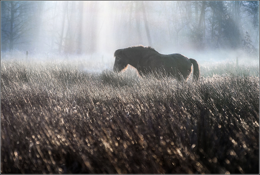 Silver Grass