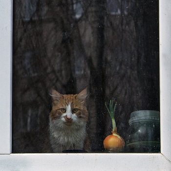 For favorite window