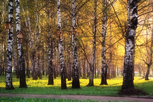 Березовый дурман