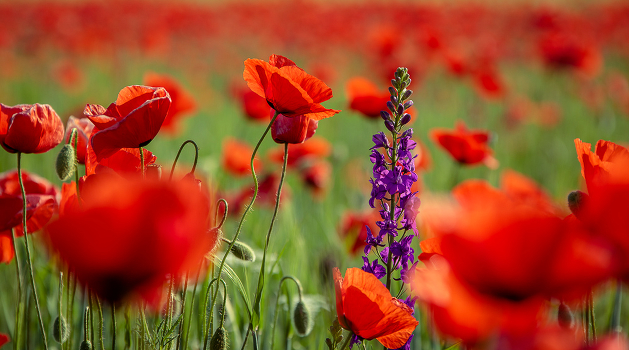 Spring in Crimea