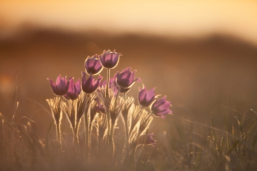 Pasque-flower