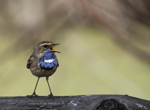 Bluethroat