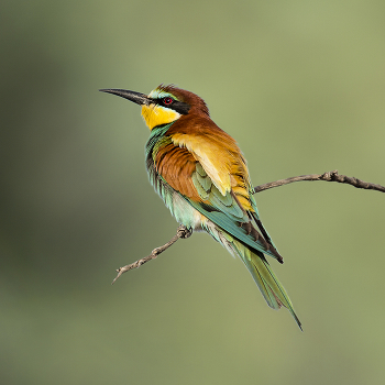 Golden bee-eater